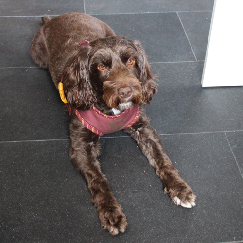 Lola — HR Support at Digital Scientists